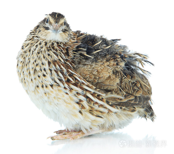 孤立在白色的青年鹌鹑