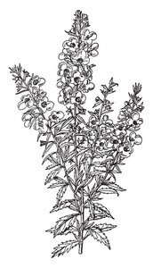 图片显示 Alonsoa Incisifolia 植物, 生长约两英尺高。花儿长满, 不规则和猩红。还有一个白色的花品种。叶子小