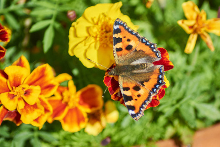 花园花上的 Butterflie