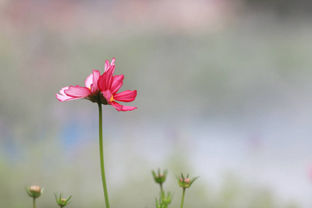 美丽的粉红色的宇宙花盛开在春天的日子里