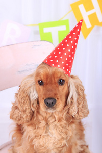 英国可卡犬和生日