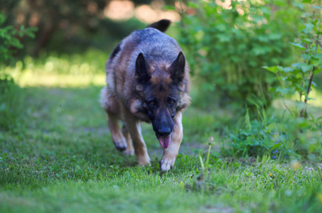 运行美丽的年轻棕色德国牧羊犬关闭。阿尔萨斯狼狗或德国牧羊犬的绿色草地背景