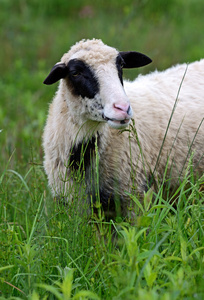 在牧场上放牧在山上吃草的羊