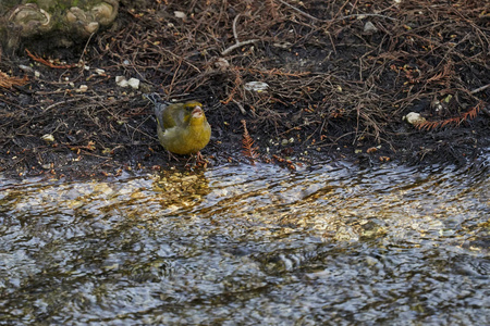 greenfinch 虎尾鸟在河上