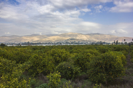 约旦河谷的橙树种植与成熟水果