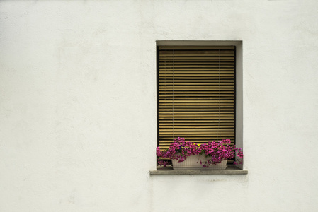 威尼斯 windows 用鲜花