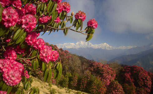 前景红杜鹃花山景图片