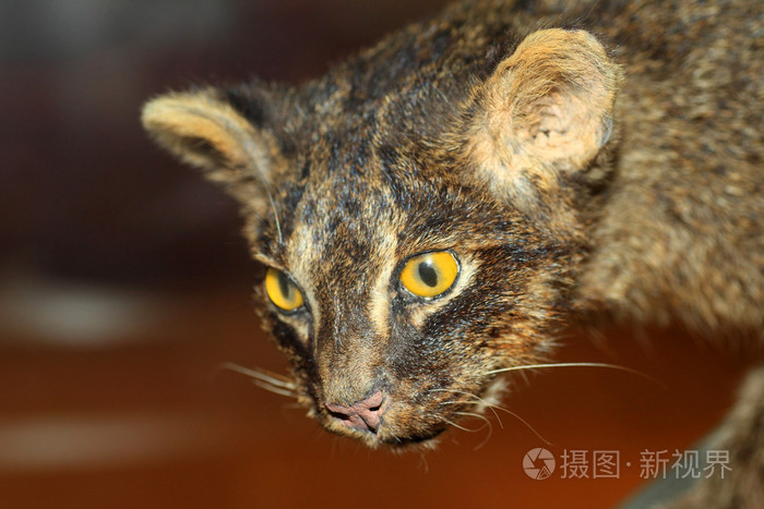 西表岛野生猫科动物 Prionailurus 孟加拉iriomotensis 在西表岛 日本照片 正版商用图片06y81z 摄图新视界 西表岛野生猫科动物 Prionailurus 孟加拉iriomotensis 在西表岛 日本照片 正版商用图片06y81z 摄图新视界