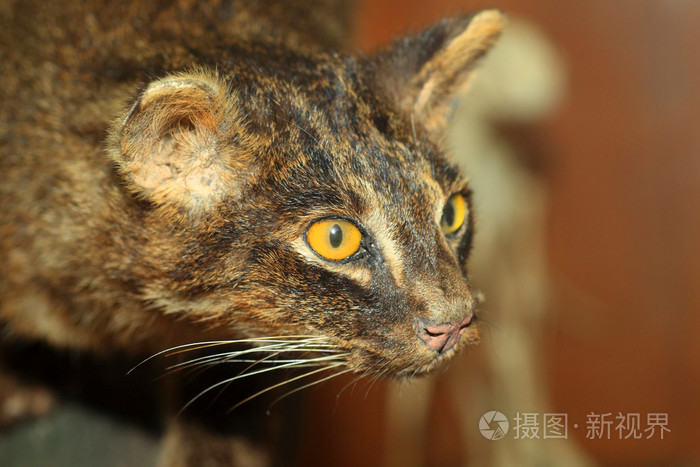西表岛野生猫科动物 Prionailurus 孟加拉iriomotensis 在西表岛 日本照片 正版商用图片06y5 摄图新视界 西表岛野生猫科动物 Prionailurus 孟加拉iriomotensis 在西表岛 日本照片 正版商用图片06y5 摄图新视界