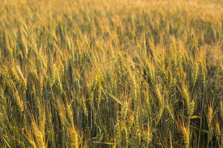 黄色和绿色的年轻小麦耳朵在田野上。成熟的耳朵小麦。农业。天然产品