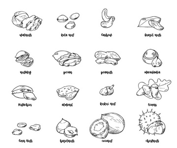 坚果和种子向量收集。手绘元素。草图样式中白色背景上的对象