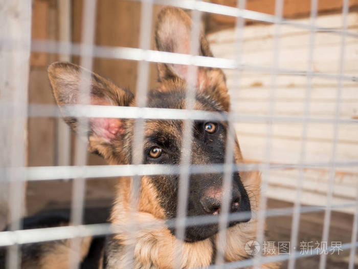 德国牧羊犬坐在笼子里