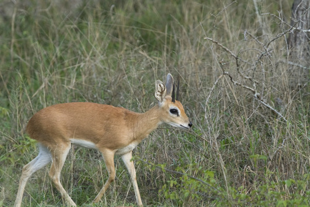 steenbuck 羚羊