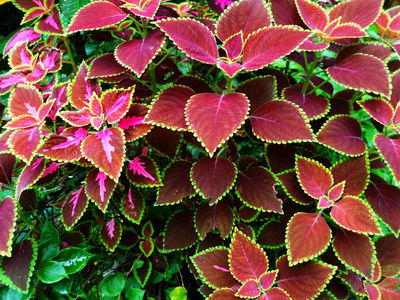 彩叶, Plectranthus scutellarioides L.