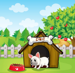 游泳俯视在地下洞里的狗黄色实验室在院子里的小狗在公园里和猎犬狗散