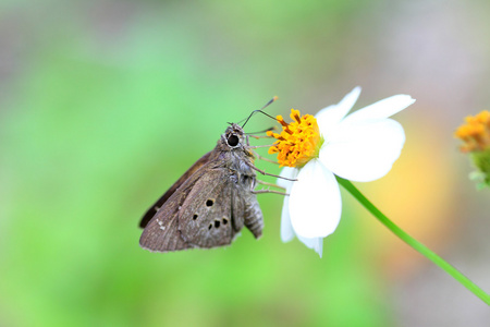 印度棕榈鲍勃 suastus gremius 在日本