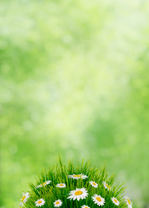 绿草与雏菊花 自然夏天或春天背景