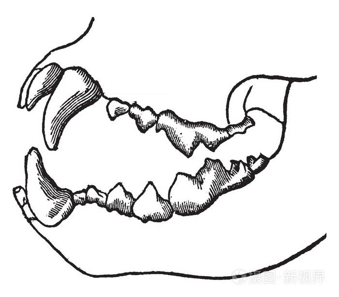 一个食肉动物的牙齿独自生活在肉体上复古线条画或雕刻插图