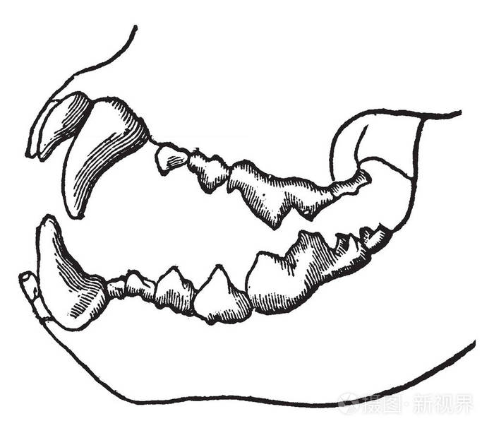 画出食肉动物的门齿图片