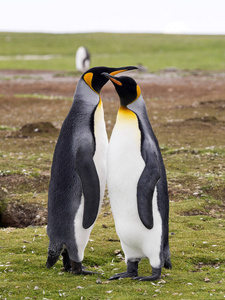 国王企鹅, Aptenodytes patagonicus, 志愿点, 福克兰群岛马尔维纳斯