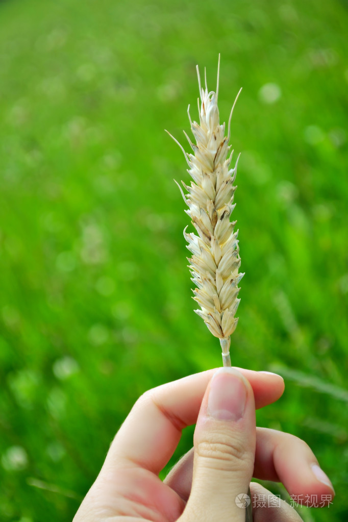 手中拿着金黄的麦穗穗特写草的背景