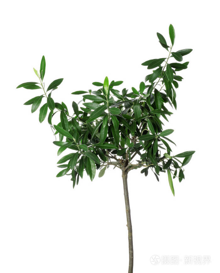 橄榄树叶子被白色隔开