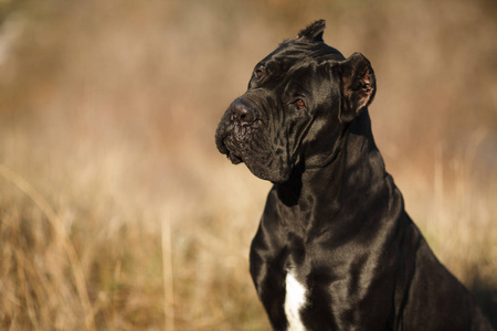 大狗养殖藤高, 黑色美丽的大肖像