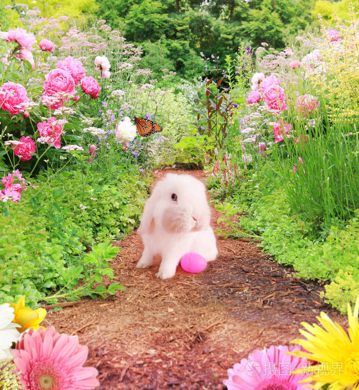 在花园里的复活节兔子