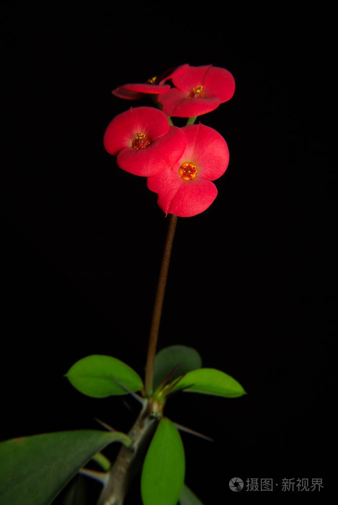 黑色背景马利筋的红色花朵