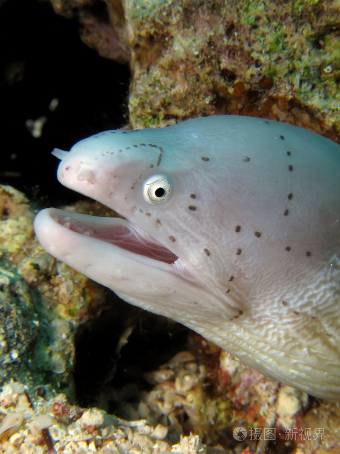 灰色海鳗
