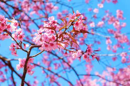 美丽的樱花, 粉红色的樱花花, 在春天的蓝天。软焦点