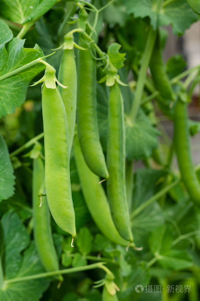 绿色豌豆荚豌豆植物