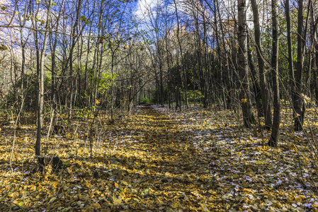 来到第一个霜冻和秋季公园胡同散落着干枯的黄色落叶枫叶