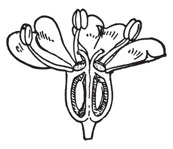 雄蕊是花的一部分的花粉, 复古线条画或雕刻插图照片