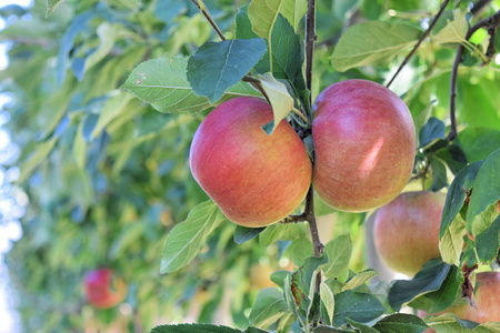 秋 Braeburn 苹果园与 Idared 苹果