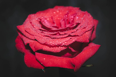 水滴玫瑰花 水滴玫瑰花素材图片 水滴玫瑰花图片素材下载 摄图新视界xsj 699pic Com