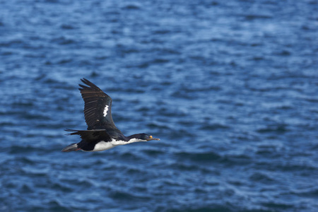 帝国的 Phalacrocorax atriceps albiventer 飞越福克兰群岛上的岛屿上的海岸上的海