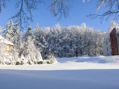 冬天山上覆盖着积雪的树木图片