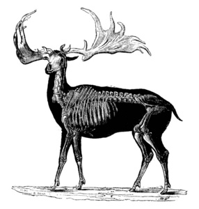 Megaloceros 或 Megaceros, 复古雕刻插图。动物的自然历史, 1880