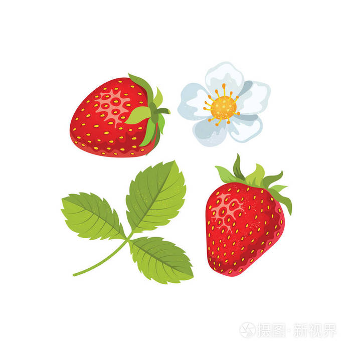 草莓叶和花。矢量插图