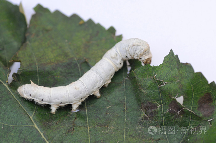 蚕在桑叶上照片 正版商用图片06ytmn 摄图新视界