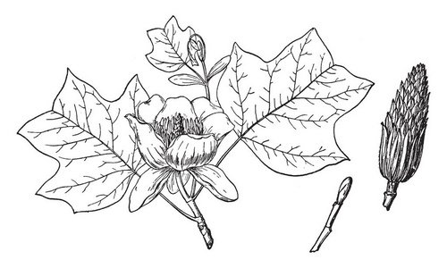 北美鹅掌楸图片