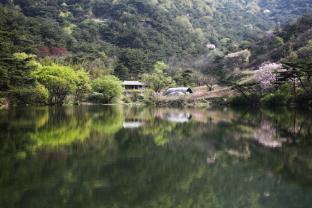 美丽的春天景观在韩国