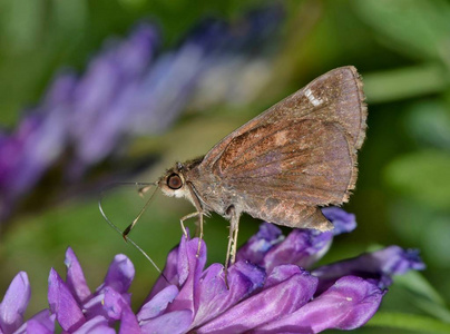 一个尘埃船长蝴蝶 Atrytonopsis hianna 栖息在紫色野花在春天在休斯敦, Tx