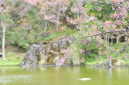 喜马拉雅樱桃或梅樱花或樱花