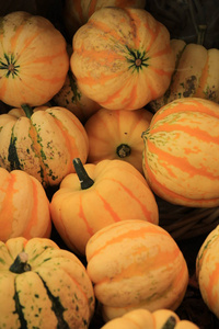 各种类型的秋季装饰南瓜