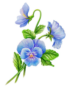 蓝色紫罗兰花照片