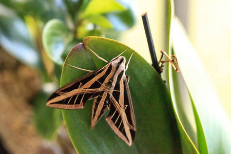 天蛾科昆虫大翅的狮身人面像蛾栖息在佛罗里达州的那