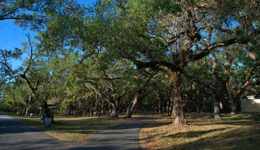 佛罗里达迈阿密附近的两条小路/活橡树和棕榈树吊床公园照片