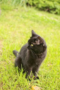 花园里的黑猫